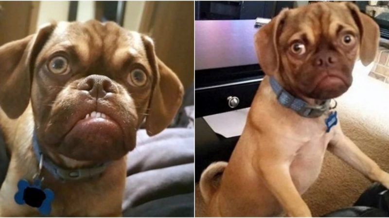 Hilarious Dog with a Grumpy Face Will Leave You in Stitches