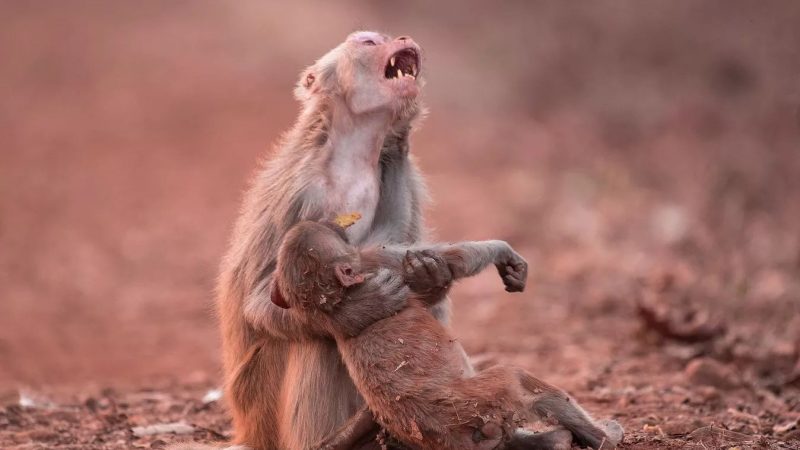 Mother Monkey’s Heartbreaking Cry Upon Losing Her Baby Leaves Many Moved