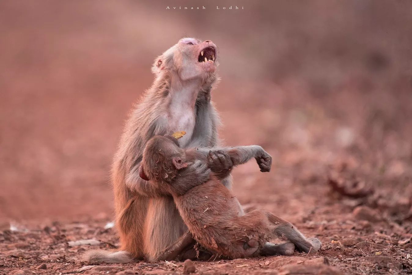 Mother Monkey’s Heartbreaking Cry Upon Losing Her Baby Leaves Many Moved
