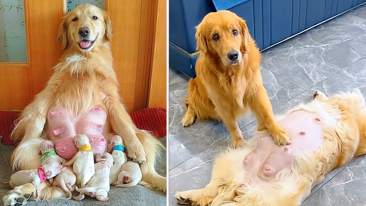 Amazing Dad! Golden Retriever Takes Care Of His Pregnant Wife