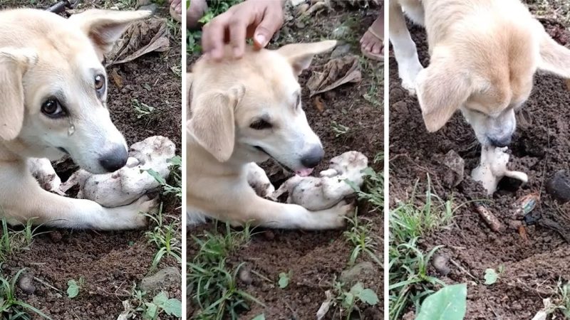 A Heart-Wrenching Scene: Grieving Mother Dog’s Emotional Efforts to Dig up Her Deceased Puppy.