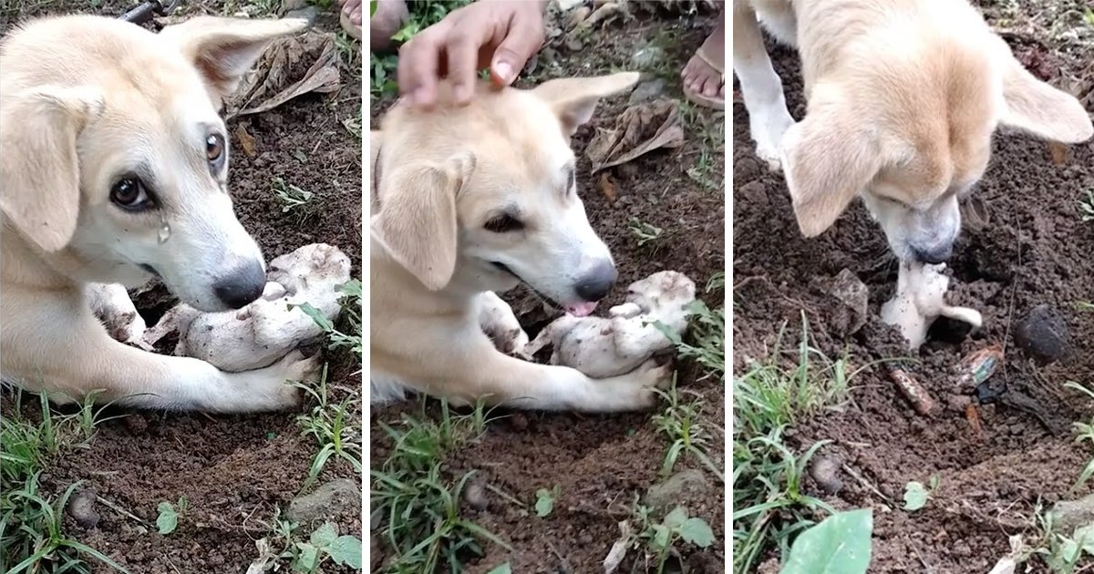 A Heart-Wrenching Scene: Grieving Mother Dog’s Emotional Efforts to Dig up Her Deceased Puppy.