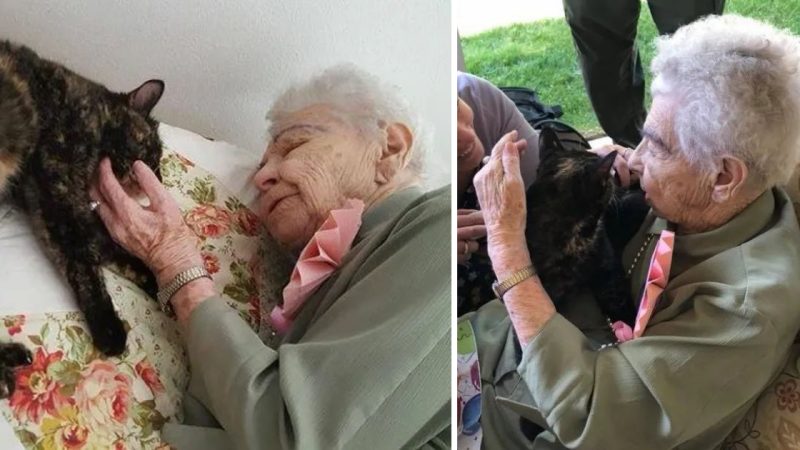 103-Year-Old Woman Sacrifices Her Own Birthday Party to Embrace a Rescued Cat