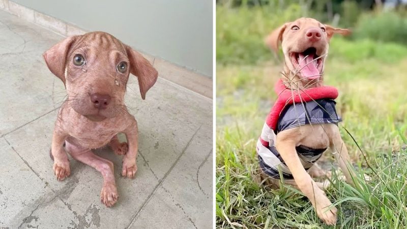 Heartbreaking Plea for Help: A Sister’s Emotional Cry for her Disabled Brother, a Puppy in Need