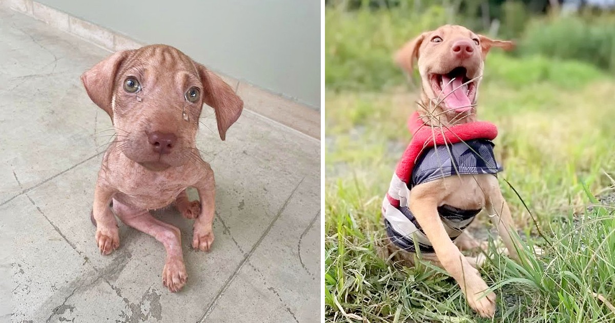 Heartbreaking Plea for Help: A Sister’s Emotional Cry for her Disabled Brother, a Puppy in Need