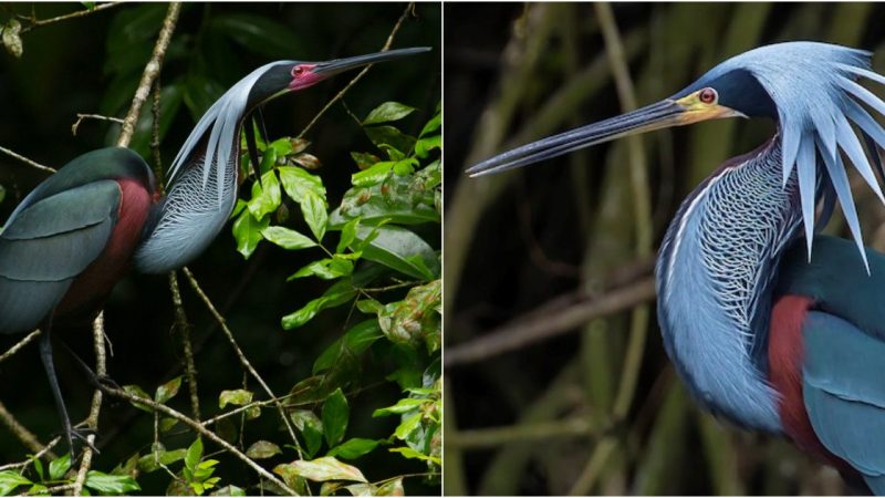 Mesmerizing Enchantment: The Alluring Splendor of Exotic Bird Species