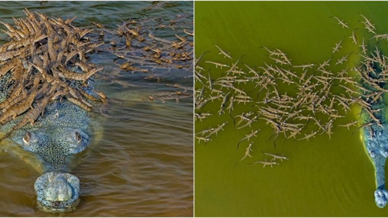 Captivating Scene: Father Crocodile Carries Over 100 Baby Crocs on His Back