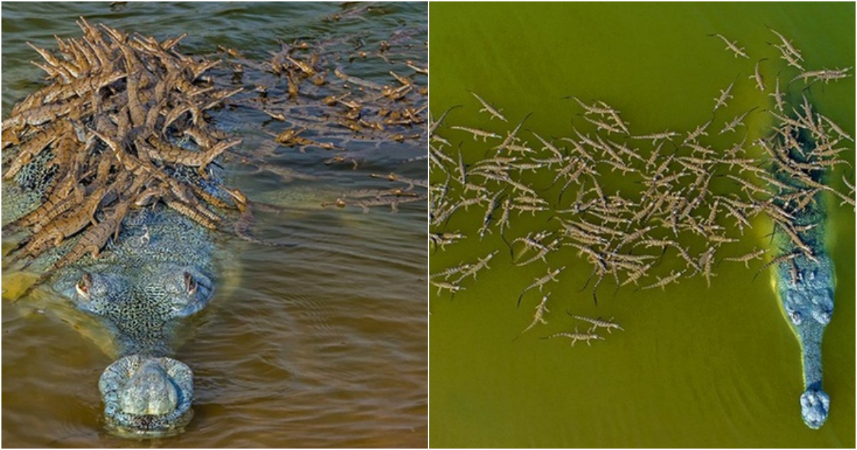 Captivating Scene: Father Crocodile Carries Over 100 Baby Crocs on His Back