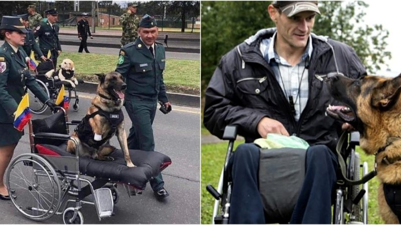 The heart-wrenching scene that unfolded when a service dog was embraced by his leg amputee companion after their time on the battlefield left no eye dry.