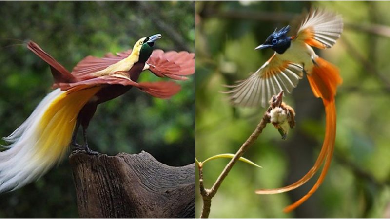 Unveiling the Fascinating World of the Most Beautiful Birds of Paradise