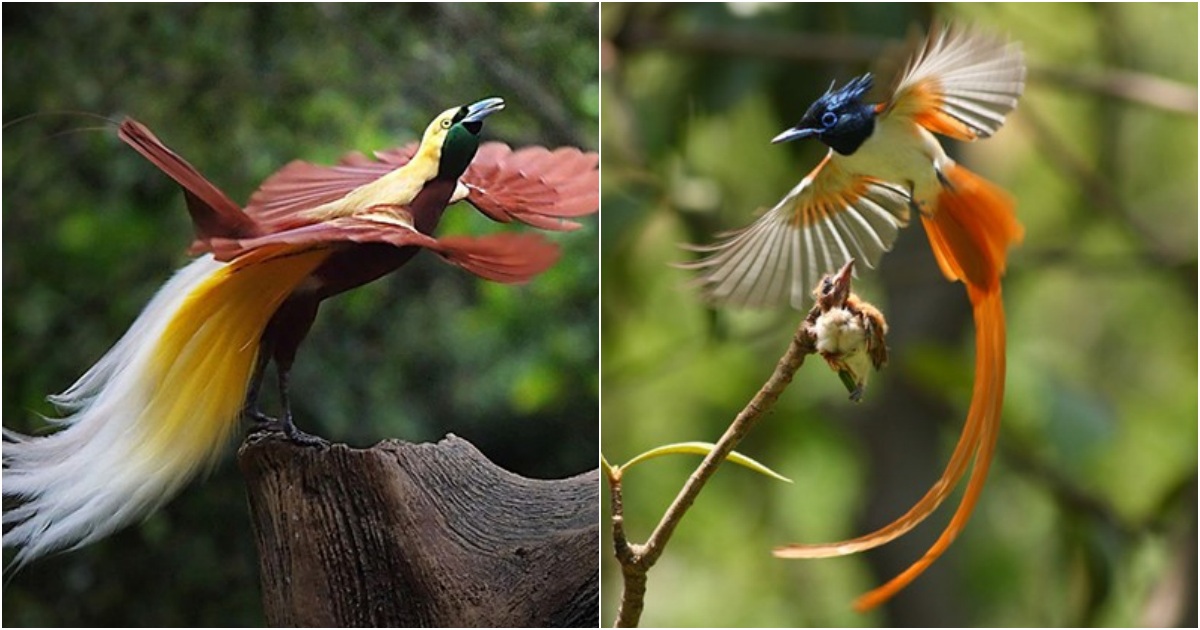 Unveiling the Fascinating World of the Most Beautiful Birds of Paradise