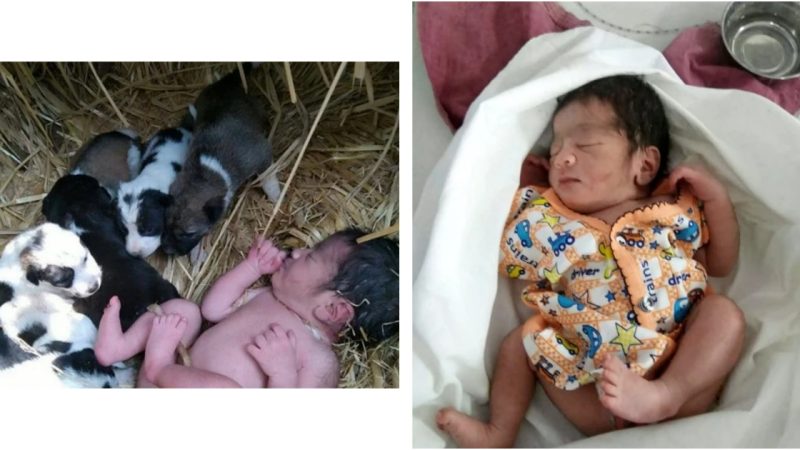 Miraculous Rescue: Abandoned Newborn Baby Saved by Heroic Puppies in Freezing Field