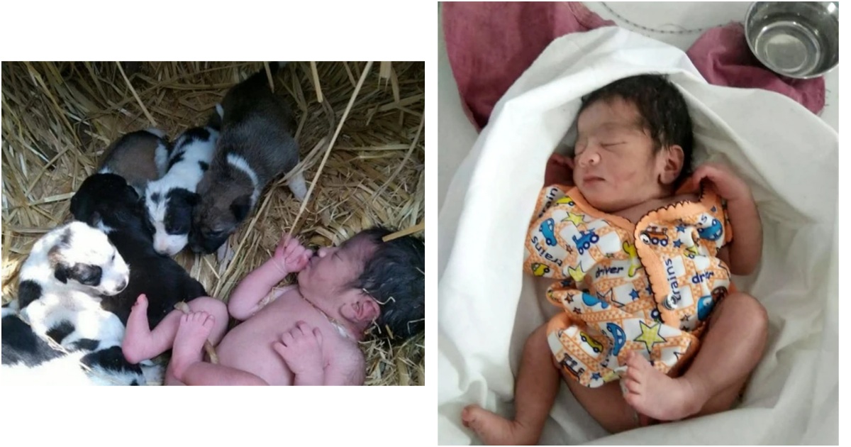 Miraculous Rescue: Abandoned Newborn Baby Saved by Heroic Puppies in Freezing Field