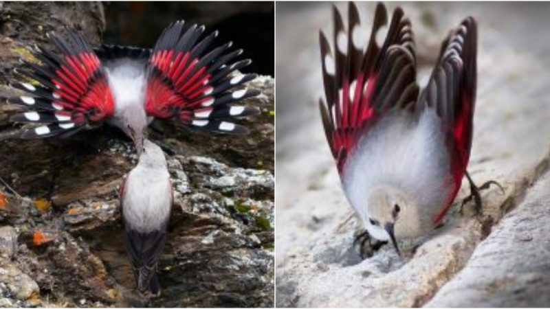 Unveiling the Mysteries of The Wallcreeper: Exploring the Enchanting World of Tichodroma muraria