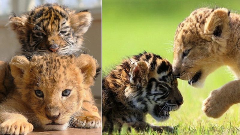 A Heartwarming Bond: Lion and Tiger Cubs Playfully in the Park