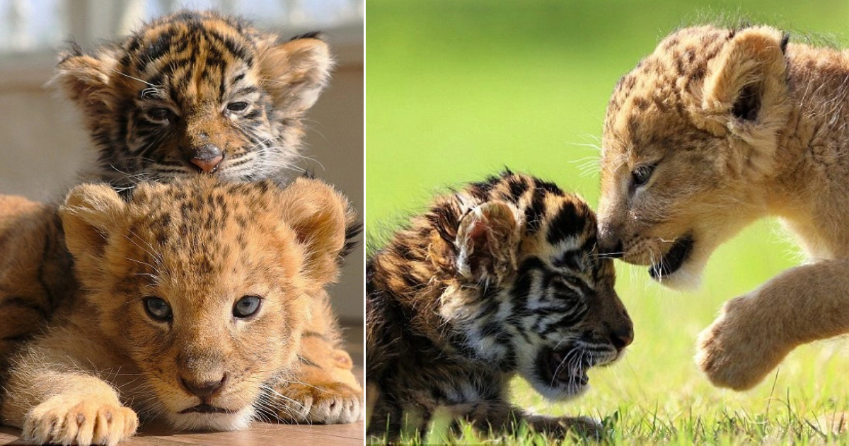 A Heartwarming Bond: Lion and Tiger Cubs Playfully in the Park