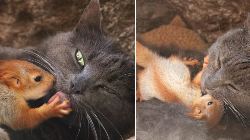 A Heartwarming Tale of a Cat’s Unconditional Love for Four Abandoned Squirrels