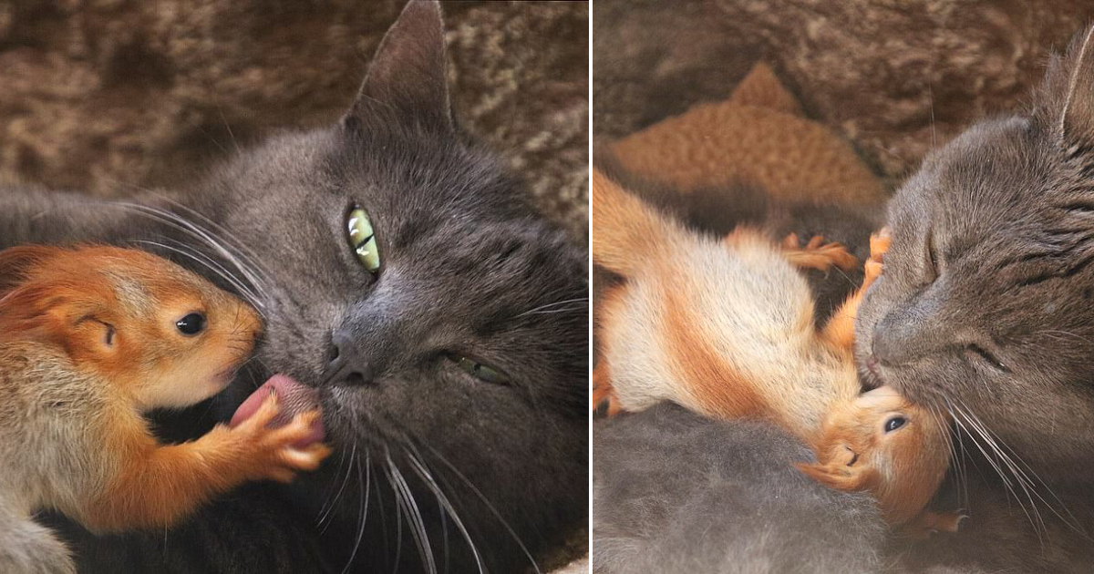 A Heartwarming Tale of a Cat’s Unconditional Love for Four Abandoned Squirrels