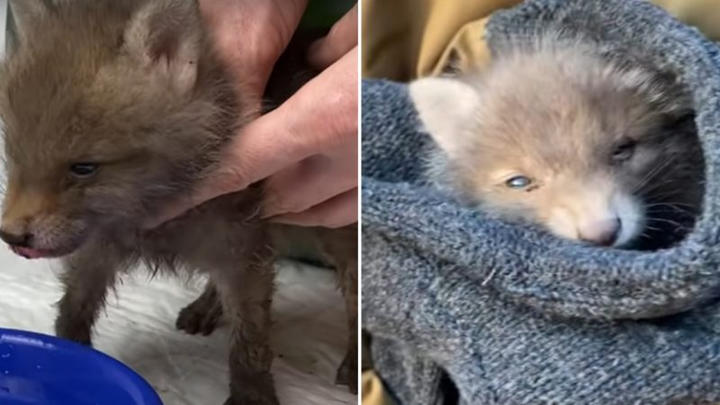 A Little Fox Cub with Tearful Eyes Seeking Help from a Couple in the Forest