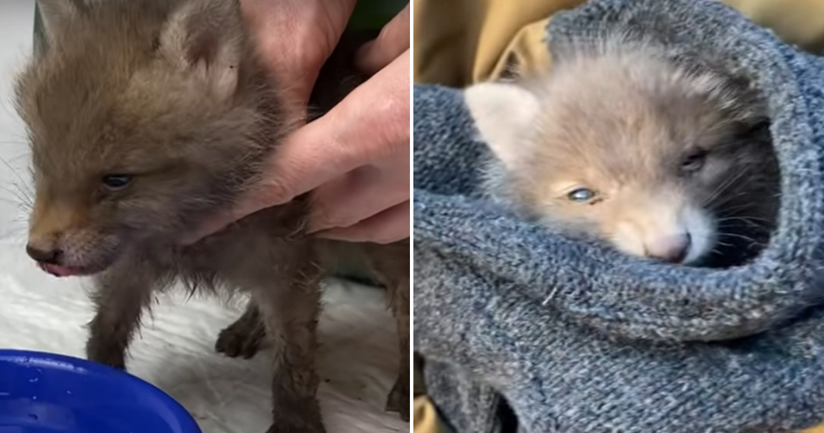 A Little Fox Cub with Tearful Eyes Seeking Help from a Couple in the Forest