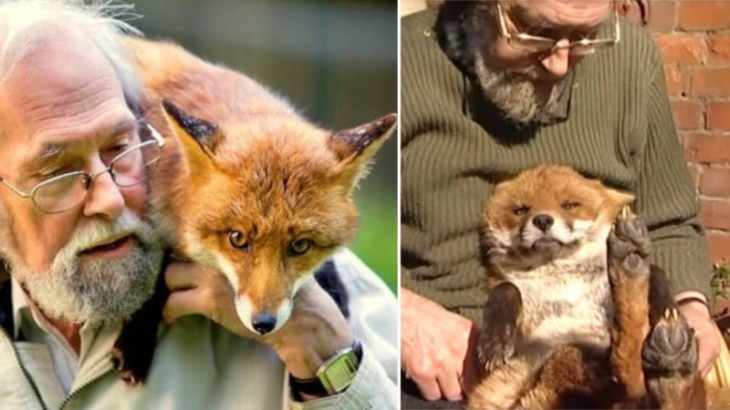 A Man’s Endearing Bond with a Fox