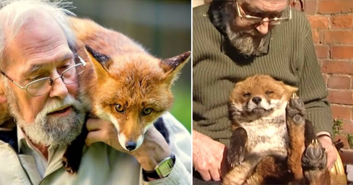A Man’s Endearing Bond with a Fox