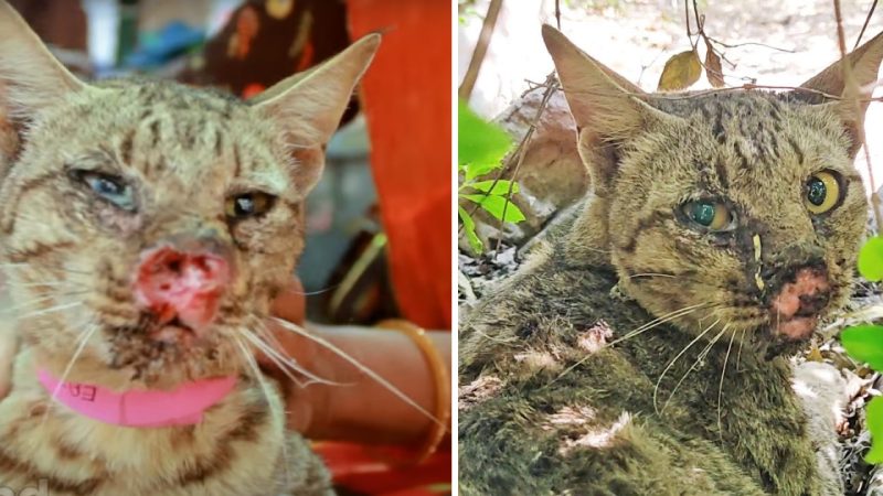 A Miraculous Rescue Breathes Life into the Cat with Only Two Tiny Openings for Air to Pass Through Its Nostrils