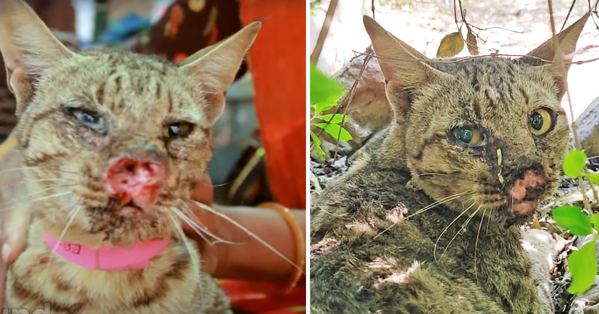 A Miraculous Rescue Breathes Life into the Cat with Only Two Tiny Openings for Air to Pass Through Its Nostrils