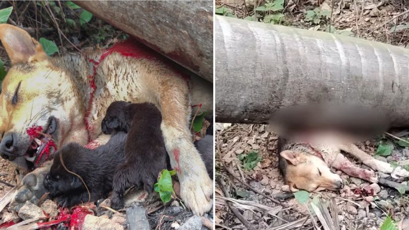 A Mother Dog’s Heartrending Sacrifice to Shield Her Vulnerable Pups from a Collapsing Tree