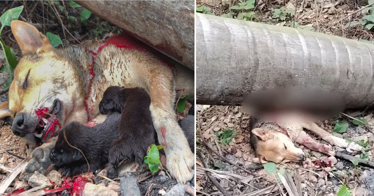 A Mother Dog’s Heartrending Sacrifice to Shield Her Vulnerable Pups from a Collapsing Tree