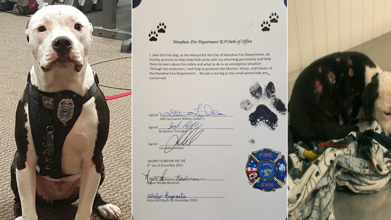A Puppy’s Journey from Fire Survivor to Firefighter Hero