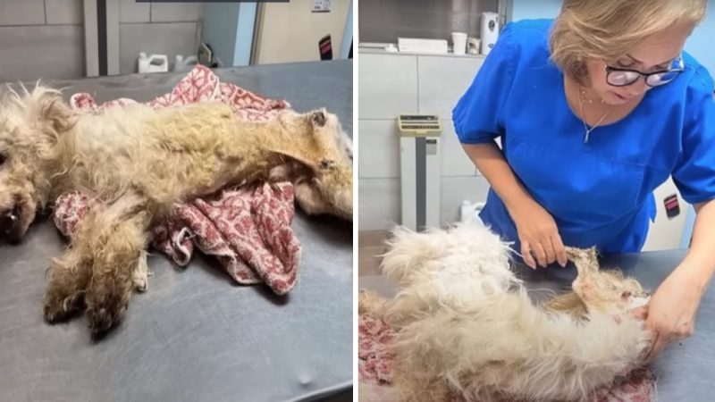 A Skin and Bones Puppy Abandoned at a Shelter Displayed Extraordinary Strength