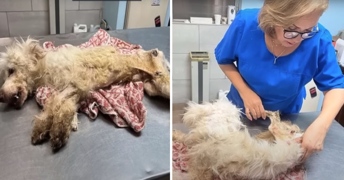 A Skin and Bones Puppy Abandoned at a Shelter Displayed Extraordinary Strength
