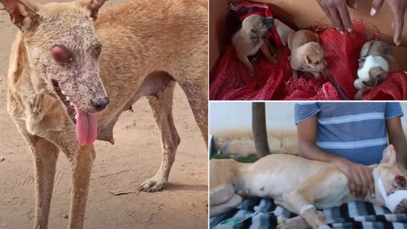 A Skinny Mother Dog with an Eye Injury, Struggles to Care for Her Puppies – A Touching Tale of Help and Hope