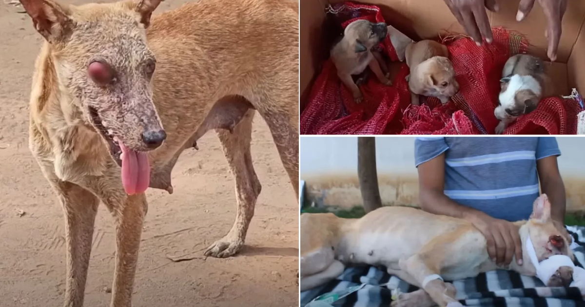 A Skinny Mother Dog with an Eye Injury, Struggles to Care for Her Puppies – A Touching Tale of Help and Hope