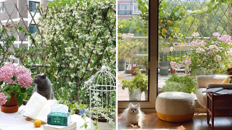 A Small Balcony Garden with Various Flowers Helps Housewives Forget All Worries