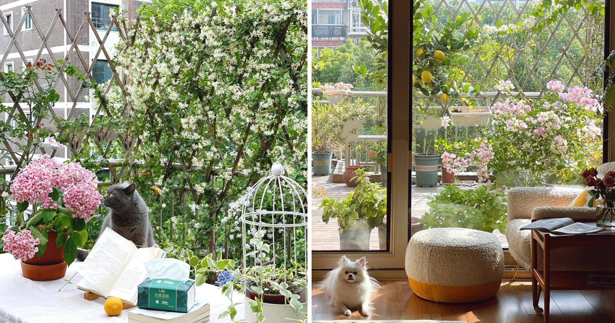 A Small Balcony Garden with Various Flowers Helps Housewives Forget All Worries