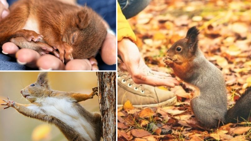 A Squirrel’s Plea for Help in Saving Her Baby and a Man’s Compassion