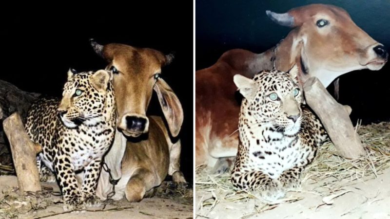 A Surprising Bond: The Touching Tale of the Leopard and the Cow (VIDEO STORY)