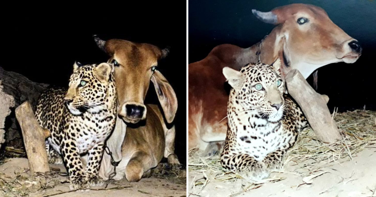 A Surprising Bond: The Touching Tale of the Leopard and the Cow (VIDEO STORY)