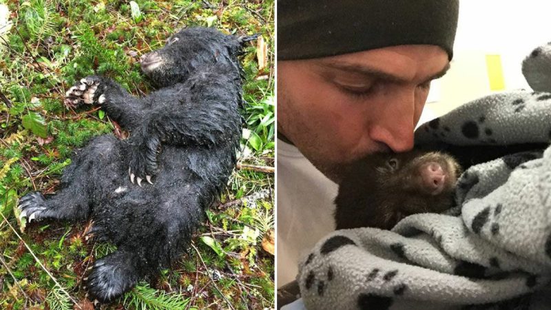 A Tiny Bear Cub – Found in A State Of Utter Desperation, Was Rescued by A Heartwarming Hero