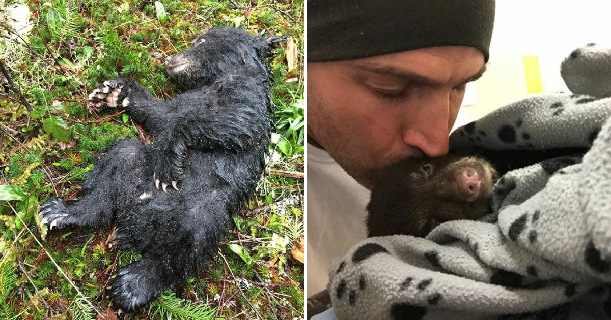 A Tiny Bear Cub – Found in A State Of Utter Desperation, Was Rescued by A Heartwarming Hero