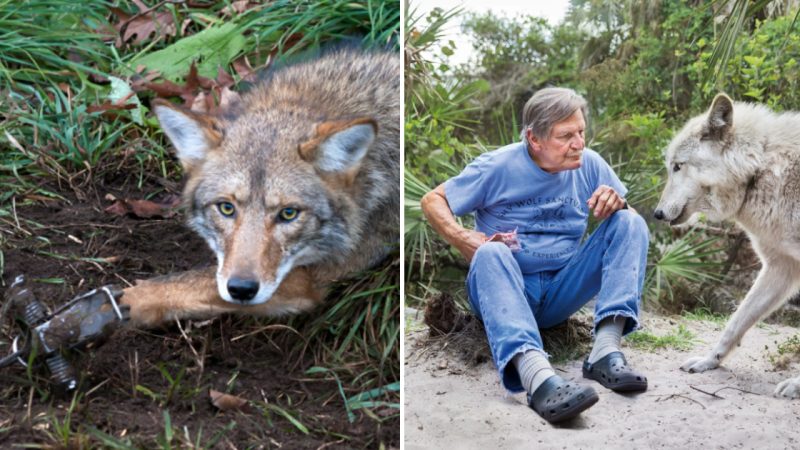 A Touching Encounter Between a Compassionate Man and a Rescued Wolf after 5 Years