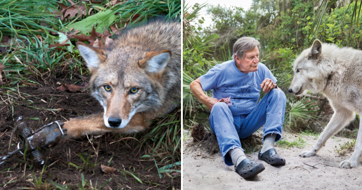 A Touching Encounter Between a Compassionate Man and a Rescued Wolf after 5 Years