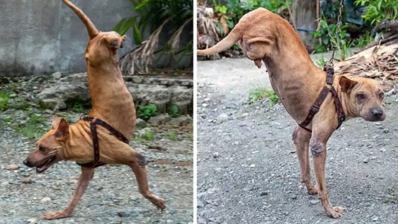 Abandoned Two-Legged Puppy Learns to Move and Now Protects His Owner