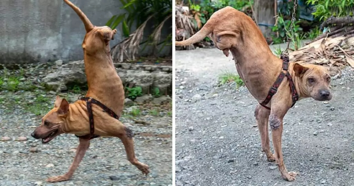 Abandoned Two-Legged Puppy Learns to Move and Now Protects His Owner