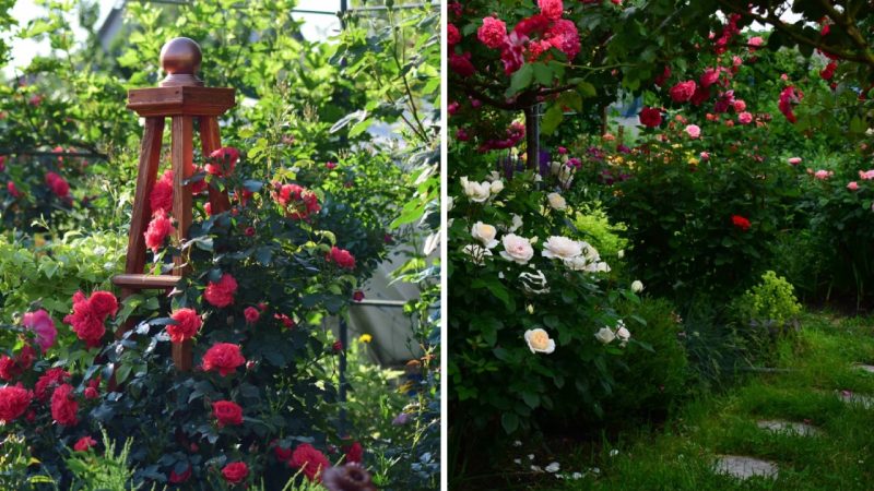 An Exciting Tale of Galina Baskakova’s Magnificent, Blooming Rose Garden