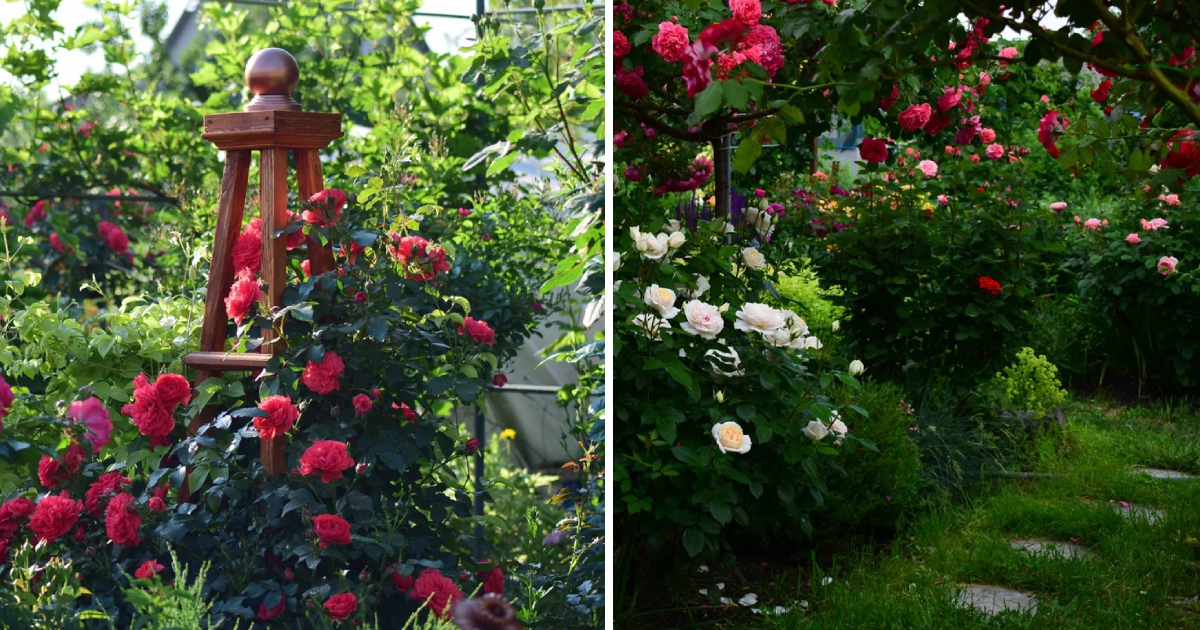 An Exciting Tale of Galina Baskakova’s Magnificent, Blooming Rose Garden