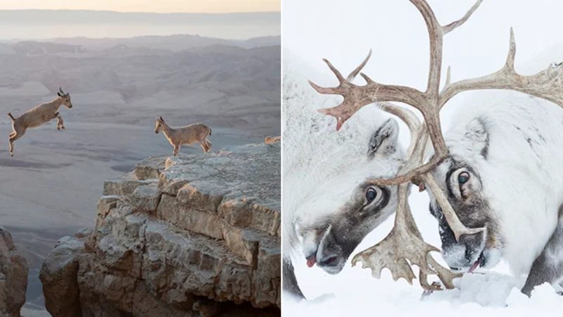 Beautiful Wildlife Photos: Capturing the Splendor of Animals