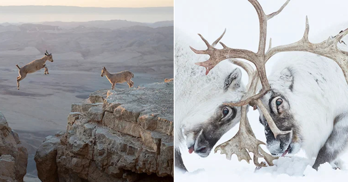 Beautiful Wildlife Photos: Capturing the Splendor of Animals